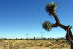 USA 2005, Kalifornie, Kaktusy jako stromy pod vedením VVN. Foto: T. Hordějčuk