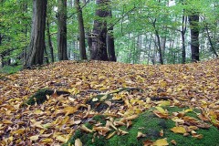 V údolí Plakánek - foto T. Hordějčuk